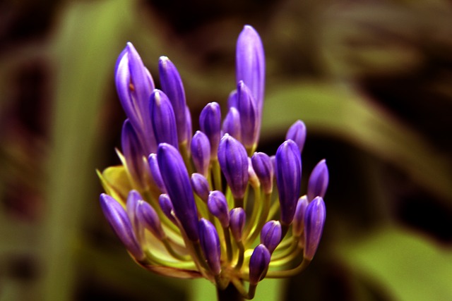 作为俱乐部 作为俱乐部